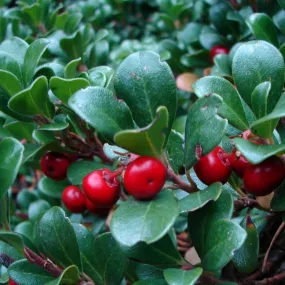 Arctostaphylos uva-ursi (Bearberry) Plants for Sale