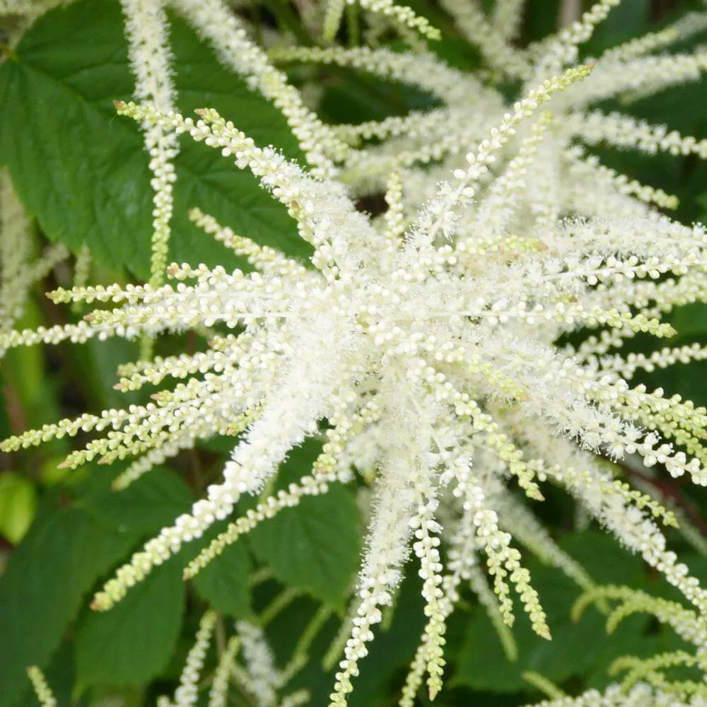 Aruncus Sylvester Aquatic Pond Plant - Goat's Beard