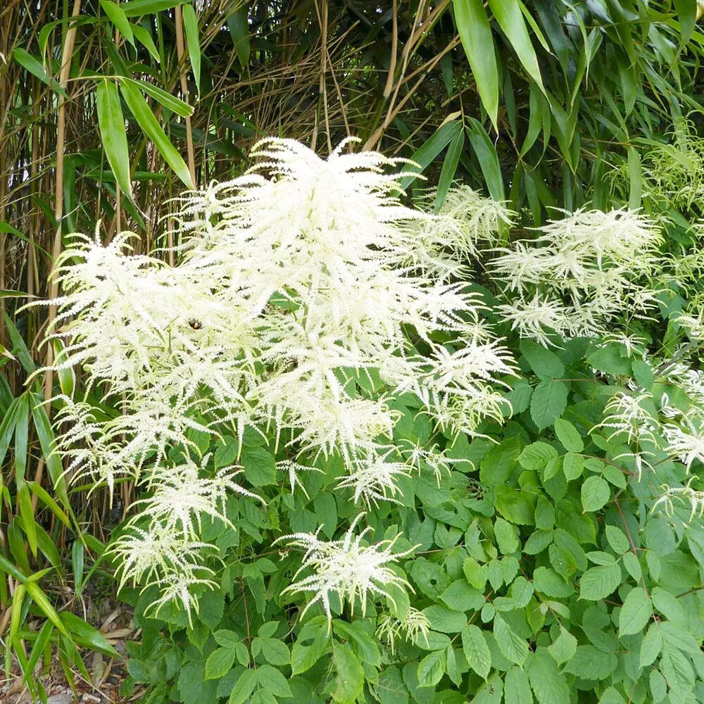 Aruncus Sylvester Aquatic Pond Plant - Goat's Beard