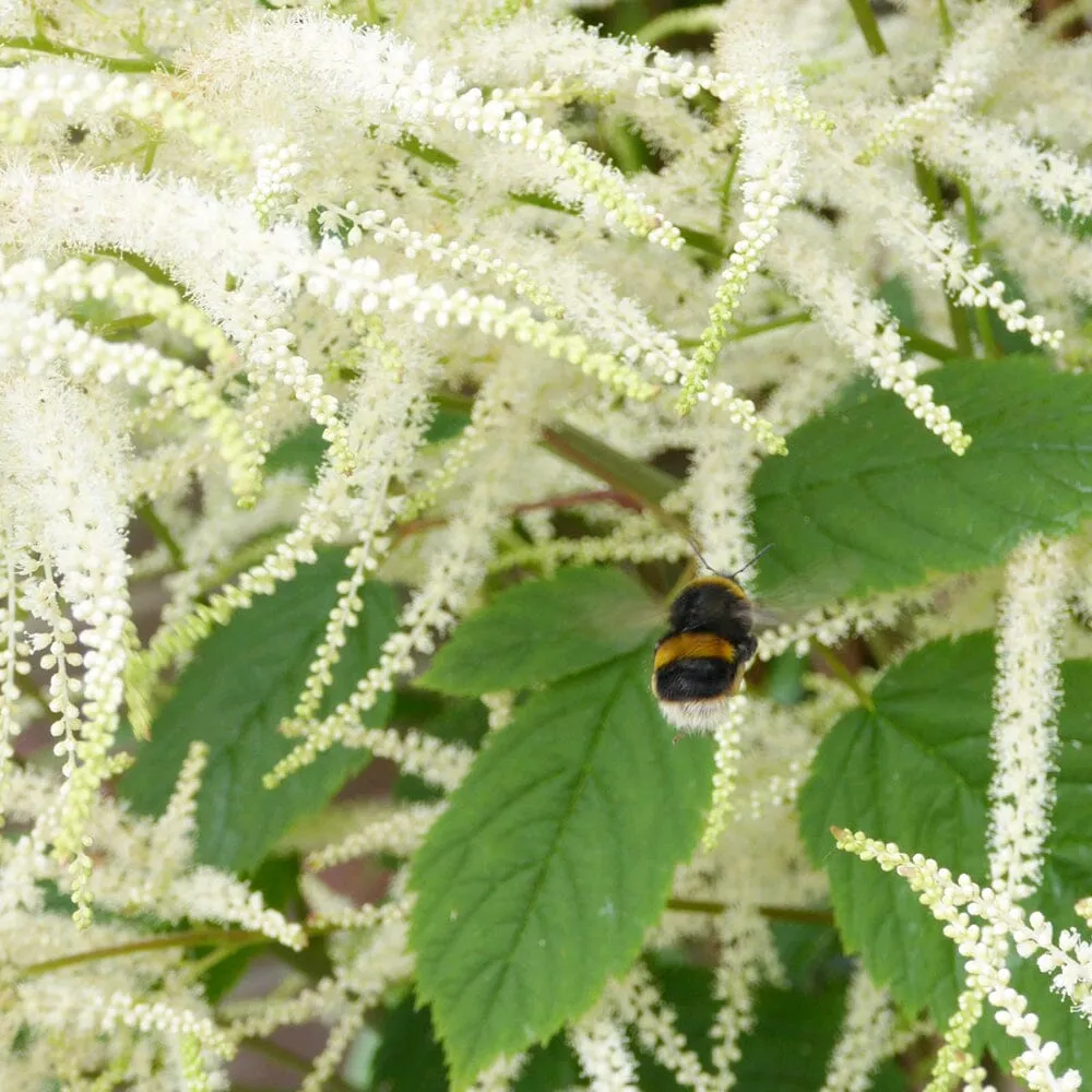 Aruncus Sylvester Aquatic Pond Plant - Goat's Beard