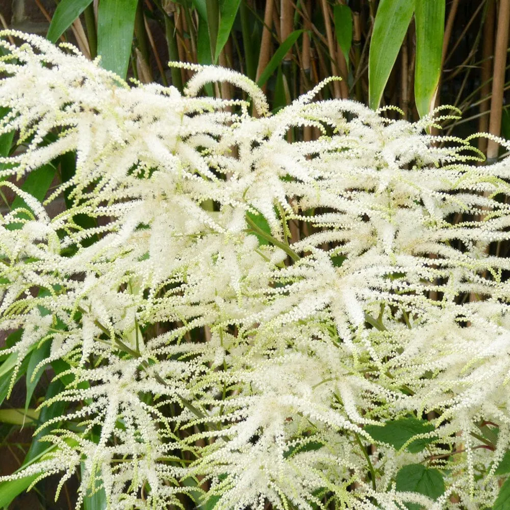 Aruncus Sylvester Aquatic Pond Plant - Goat's Beard