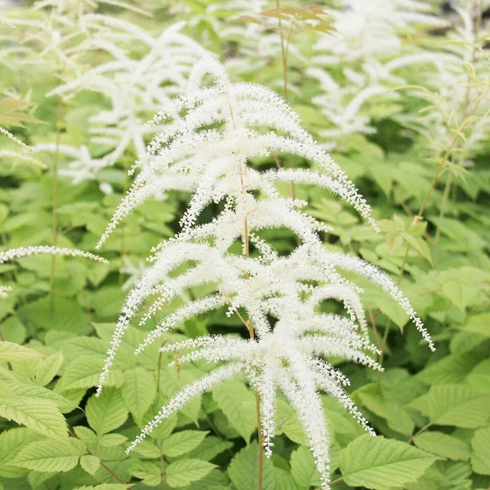 Aruncus Sylvester Aquatic Pond Plant - Goat's Beard