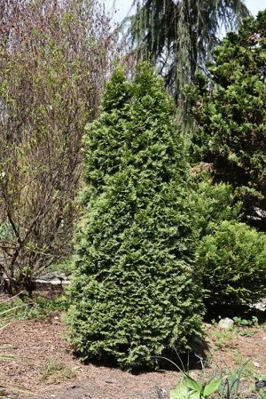 Cedar:  'Baby Bear® Dwarf' - (Bl)