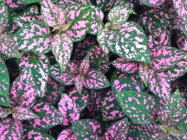 Hypoestes Confetti Compact Rose