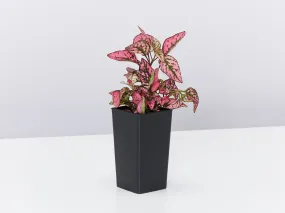 Hypoestes Confetti Compact Rose