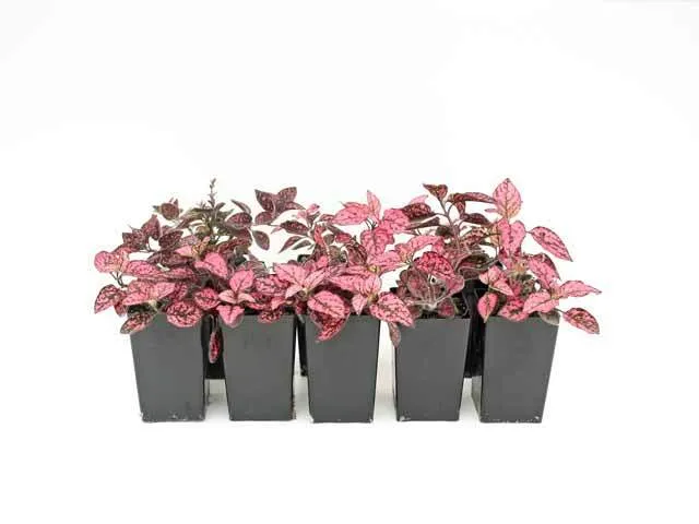 Hypoestes Confetti Compact Rose