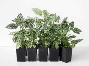 Hypoestes Confetti Compact White