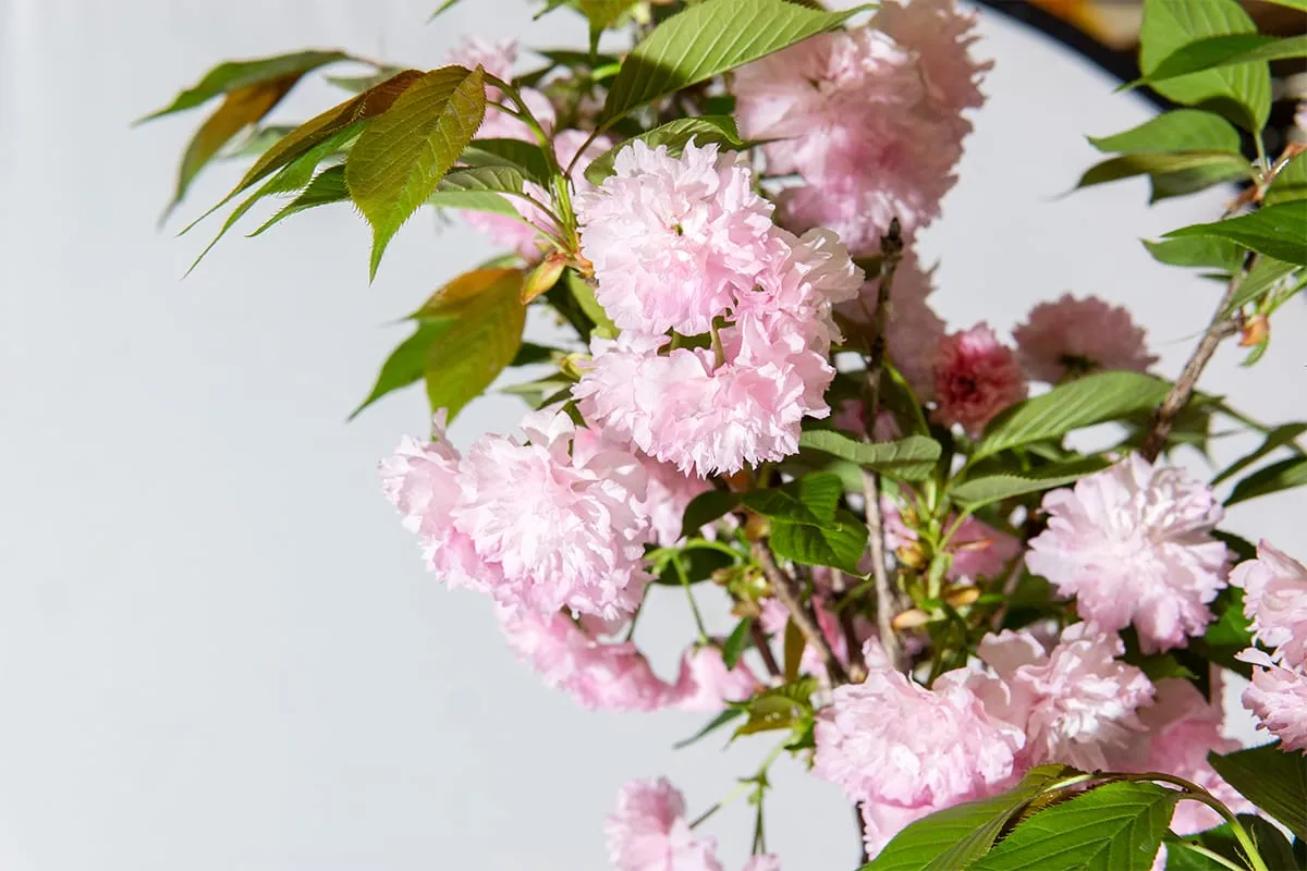 Japanese Kwanzan Cherry Tree