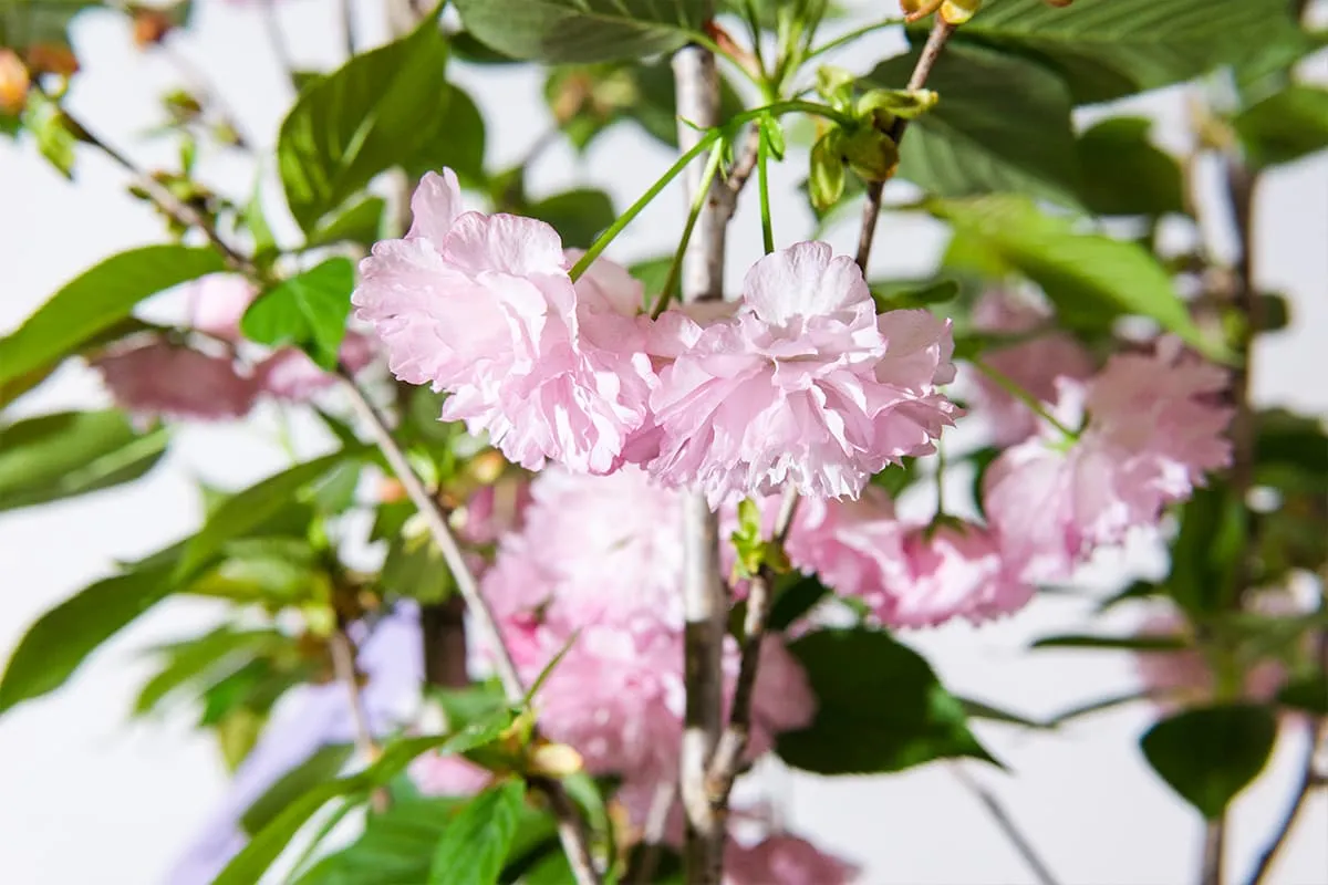 Japanese Kwanzan Cherry Tree