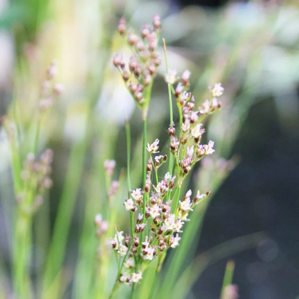 Juncus Maritimus Aquatic Pond Plant - Sea Rush