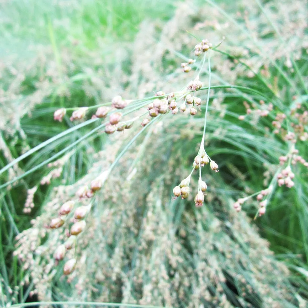 Juncus Maritimus Aquatic Pond Plant - Sea Rush