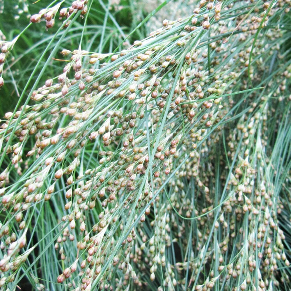 Juncus Maritimus Aquatic Pond Plant - Sea Rush