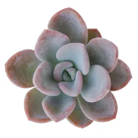 Pachyveria 'Orpet'