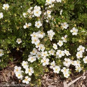 Potentilla:  'Happy Face® White' - 8" (PW) (Bl)