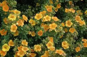 Potentilla: 'Mango Tango'®  2 Gal (Bl)