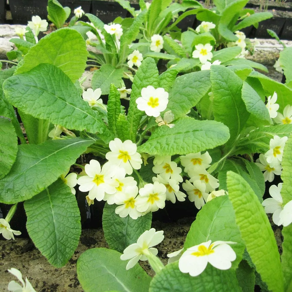 Primula Vulgaris Aquatic Pond Plant - English Primrose