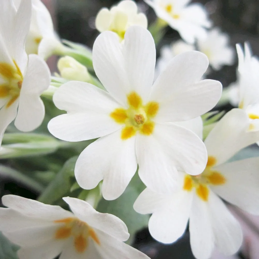 Primula Vulgaris Aquatic Pond Plant - English Primrose