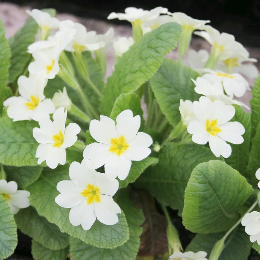 Primula Vulgaris Aquatic Pond Plant - English Primrose