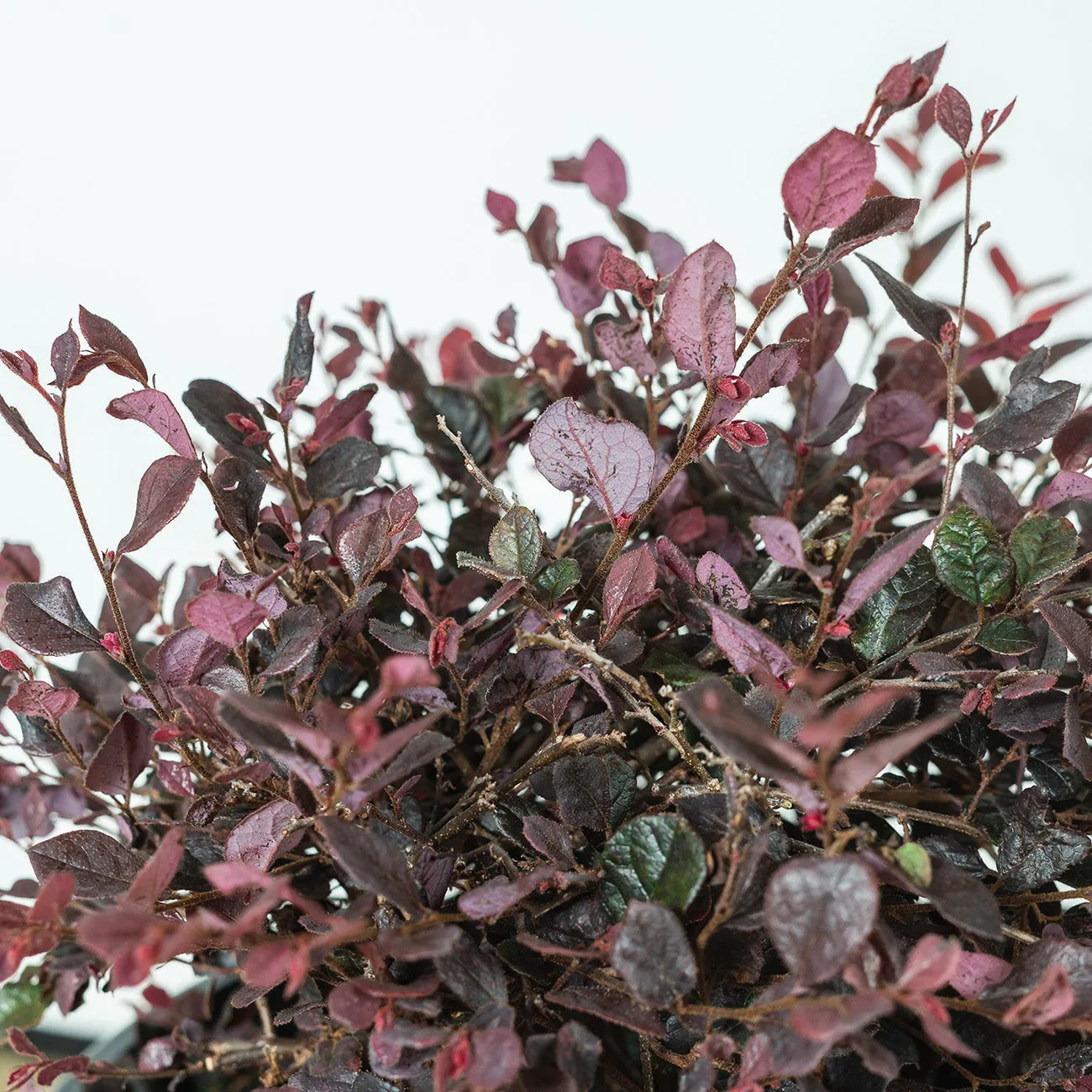 Purple Diamond Loropetalum Shrub