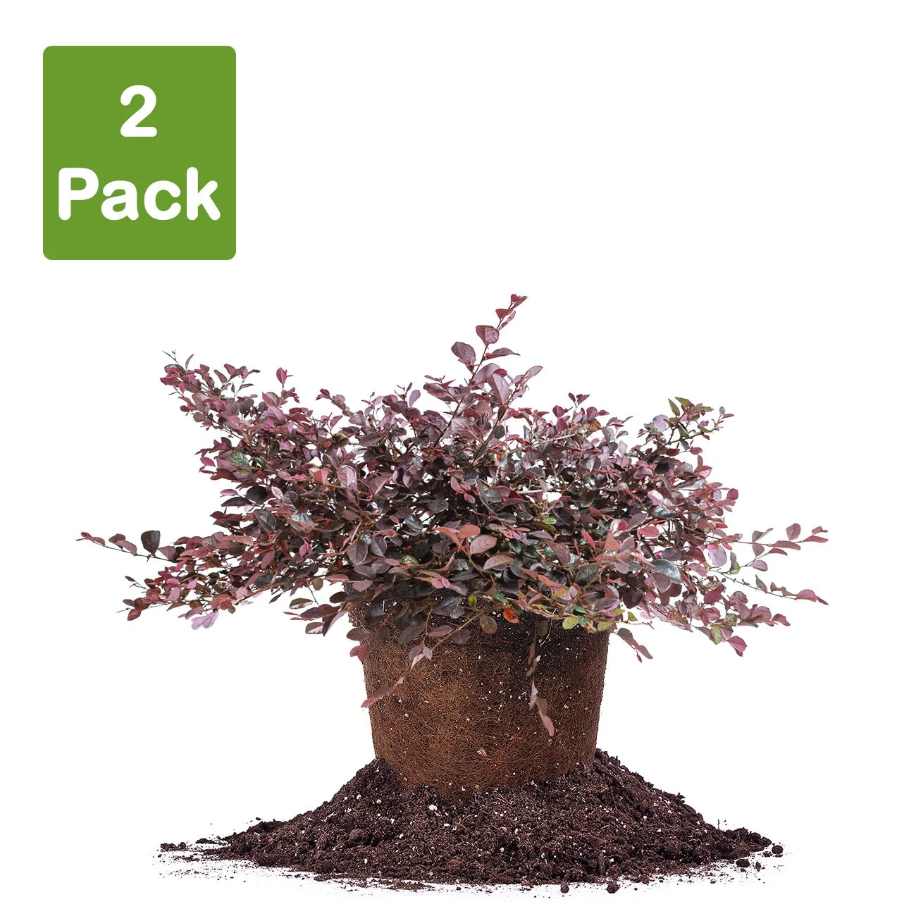 Purple Diamond Loropetalum Shrub