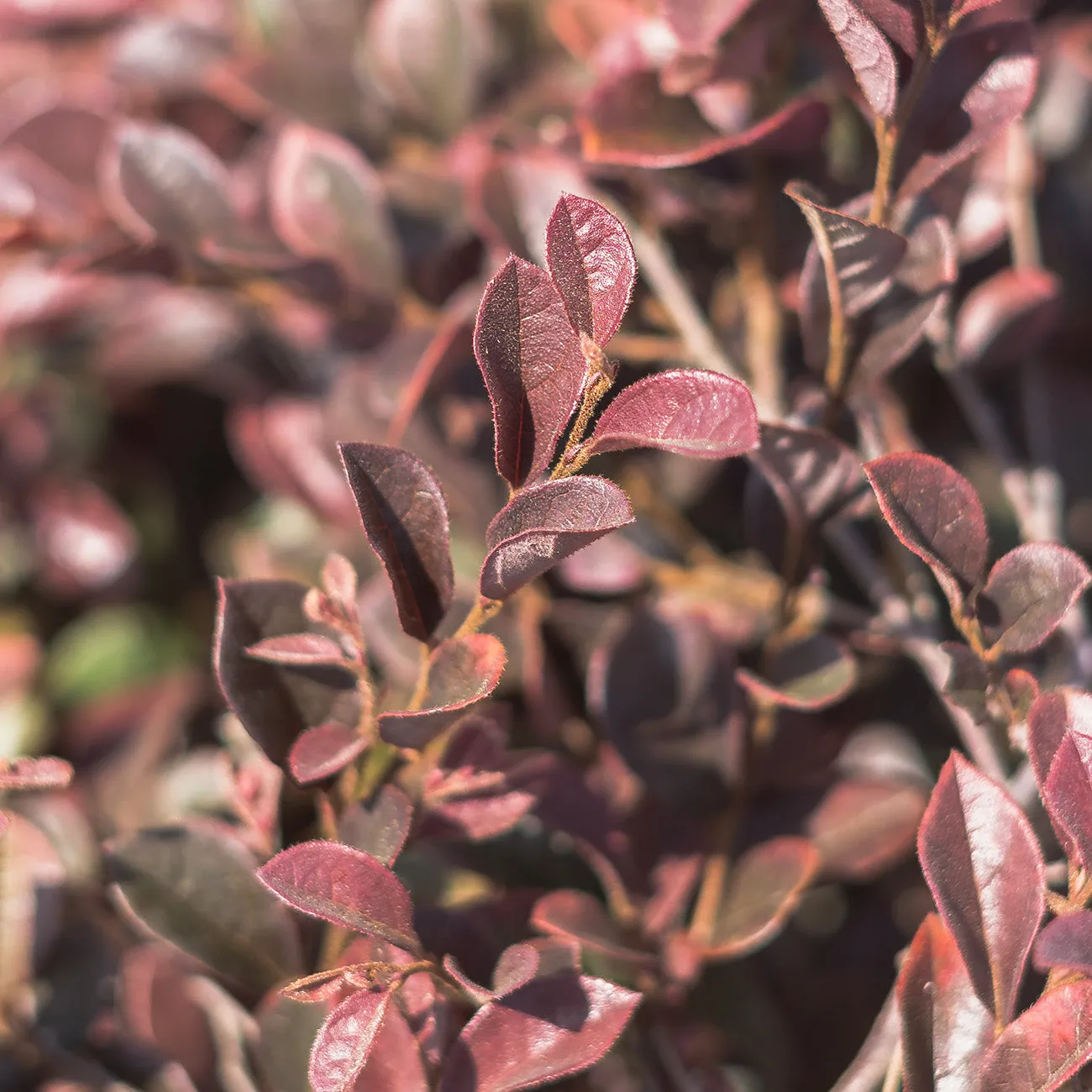 Purple Diamond Loropetalum Shrub