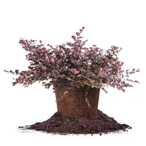 Purple Diamond Loropetalum Shrub