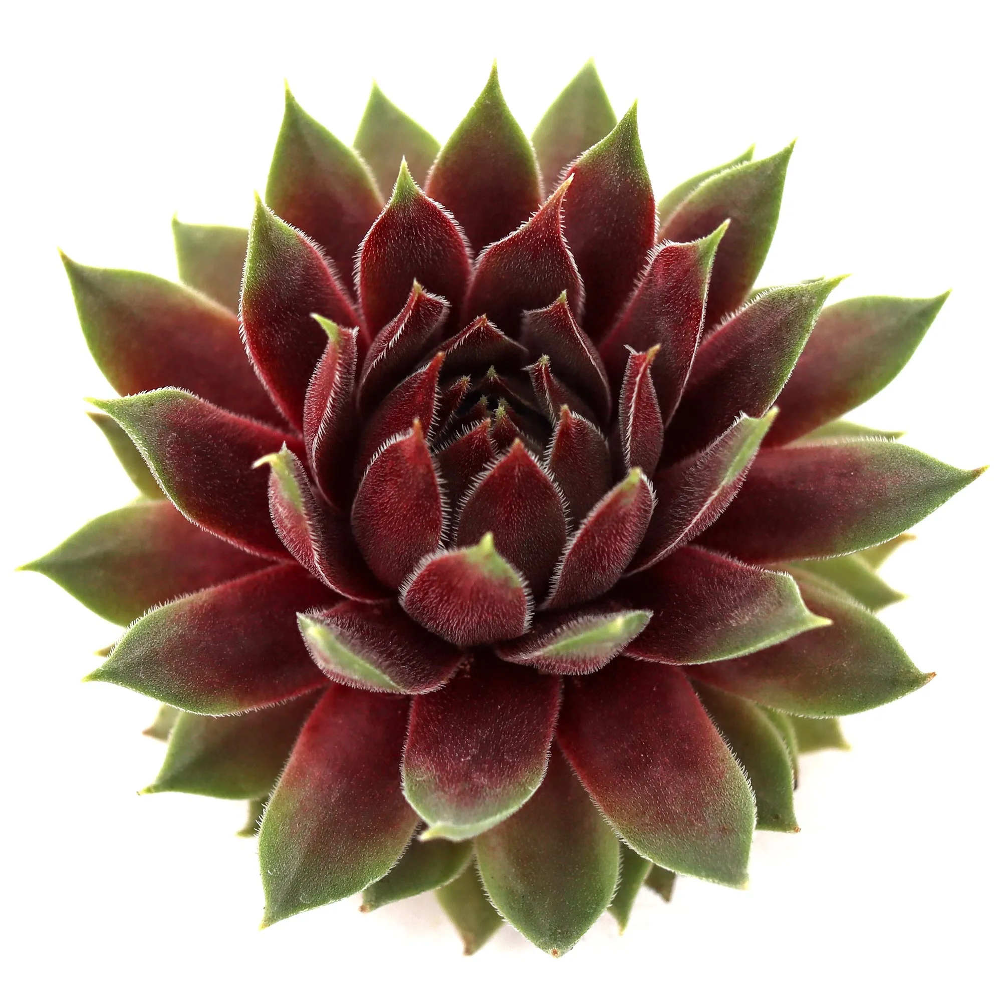 Sempervivum 'Finerpointe'