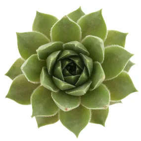 Sempervivum 'Lennik's Glory'