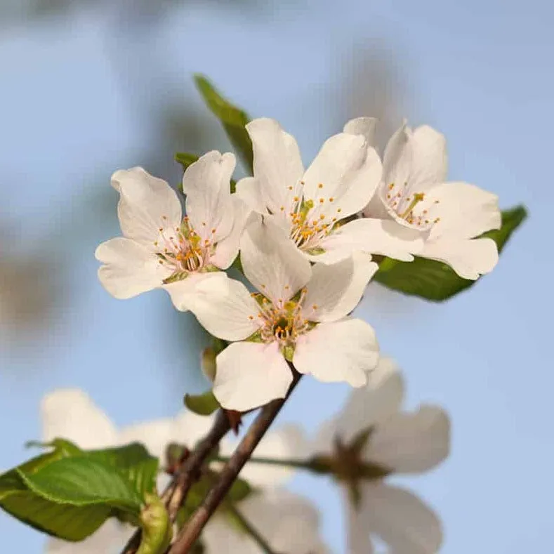 Weeping Yoshino Cherry Tree