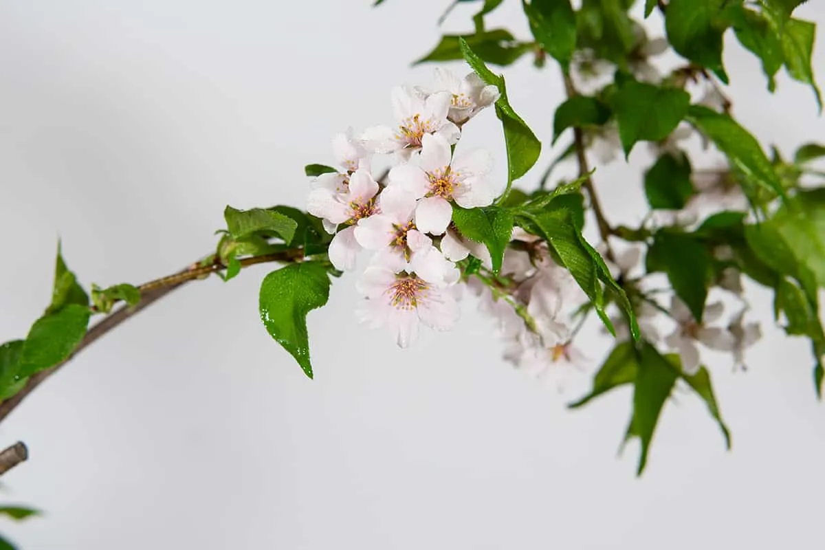 Yoshino Cherry Tree