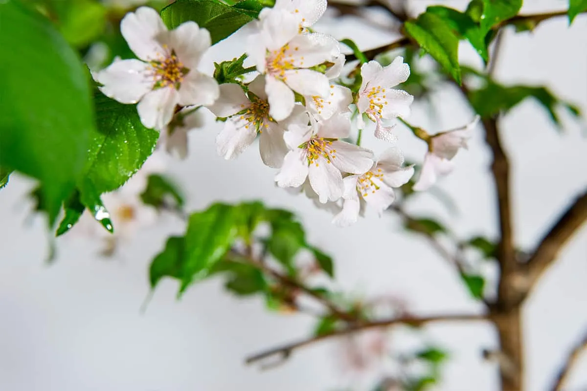 Yoshino Cherry Tree