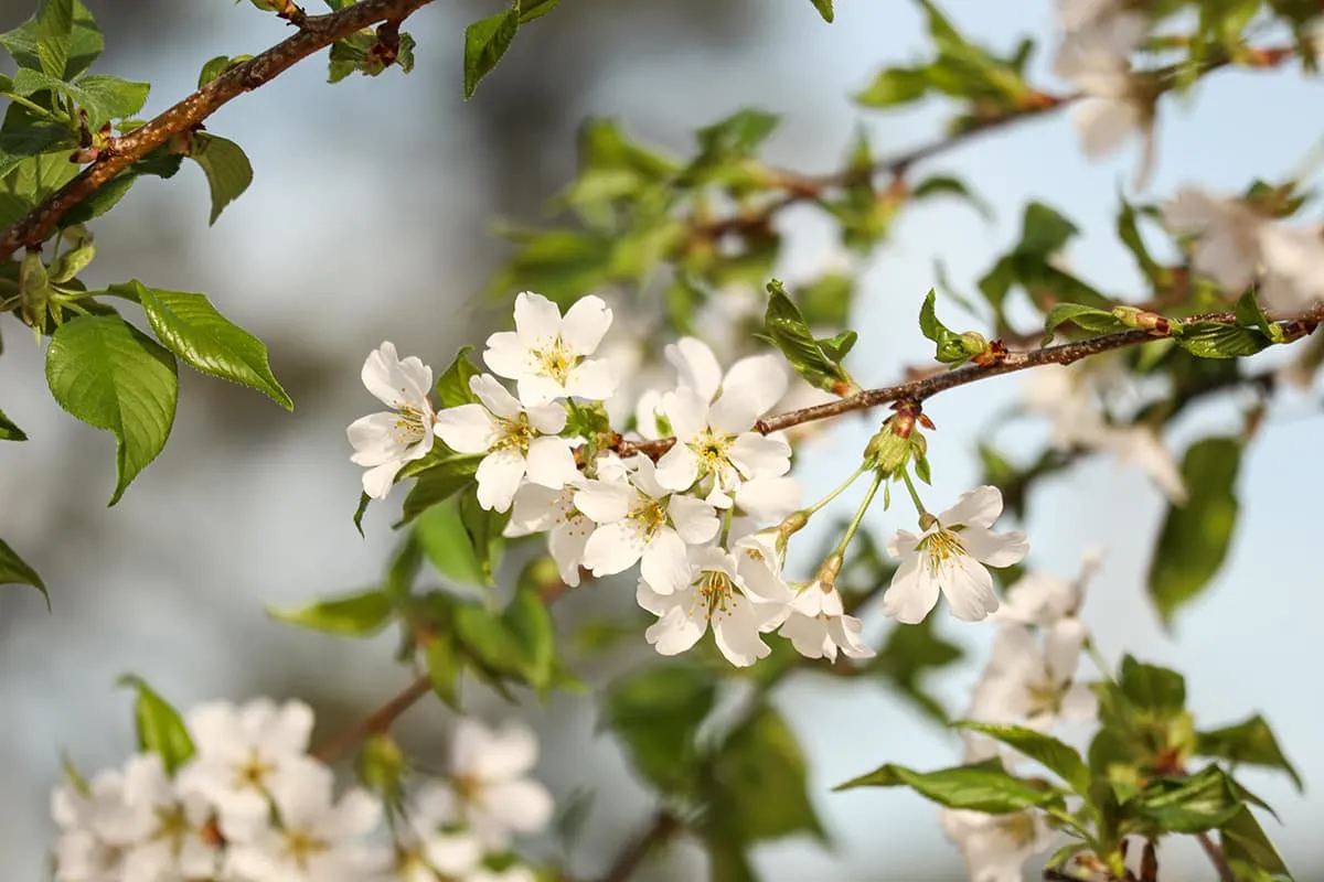 Yoshino Cherry Tree