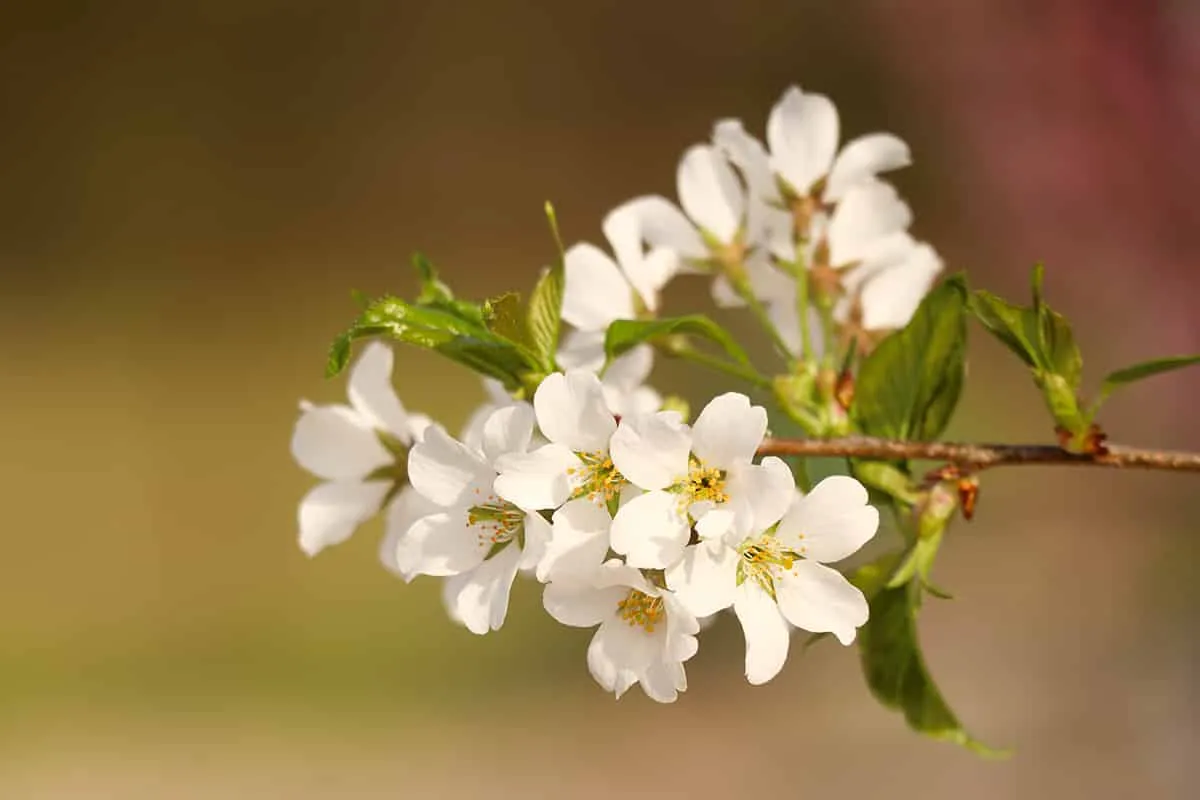 Yoshino Cherry Tree