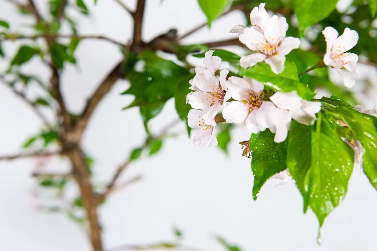 Yoshino Cherry Tree