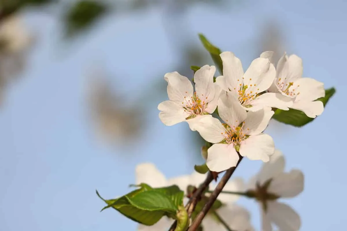 Yoshino Cherry Tree